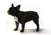 Étalon Bouledogue français - Carina Alsamar