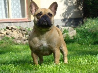 Étalon Bouledogue français - CH. Manddy psi radost