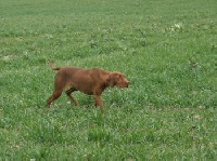 Étalon Braque hongrois à poil court (Vizsla) - Vénus Du causse diege