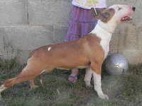 Étalon Bull Terrier - Gratto-cuou lou Prouvencaou