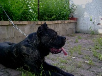 Étalon Cane Corso - Igor dei Peligni