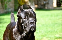 Étalon Cane Corso - CH. Alonso de La Mirage De Torrellas