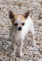 Étalon Chihuahua - Italy dite lyly Mugglady