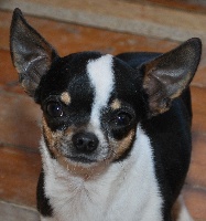 Étalon Chihuahua - E' beverly des Petits Azteques