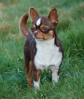 Étalon Chihuahua - mis pequenos Capuccino for athena