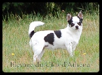 Étalon Chihuahua - First lady du clos d'athena