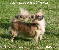 Étalon Chihuahua - CH. Fairytail Souvenir Cheyenne