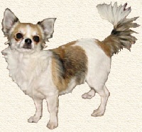 Étalon Chihuahua - Armony Mugglady