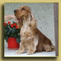 Étalon Cocker Spaniel Anglais - Shavian Presto agitato