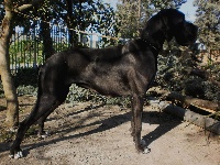 Étalon Dogue allemand - Dream angel's eyes Dell'alto Feudo