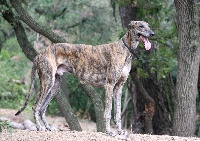 Étalon Greyhound - Deep impact Des dames du lac
