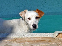 Étalon Jack Russell Terrier - Extra-ball Des terres rouges du sud