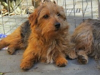 Étalon Norfolk Terrier - High flyers's Wizzard 'wizzard'