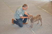 Étalon Shar Pei - blue bamboo's Garden immaculata