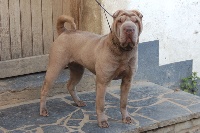 Étalon Shar Pei - Fabiola of tonispada