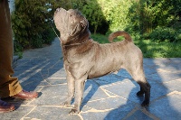 Étalon Shar Pei - CH. Fabian of tonispada