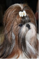 Étalon Shih Tzu - Venus von Lao Tingri