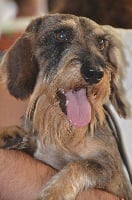 Étalon Teckel poil dur - Byron de Qubbas