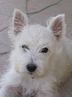 Étalon West Highland White Terrier - Gucci du royaume de sky
