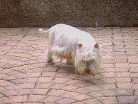 Étalon West Highland White Terrier - Eden Du domaine des lys