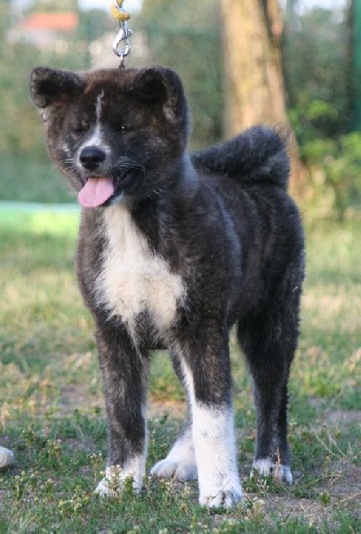 Publication : Of shinsen-en Auteur : Jocelyne Brassac