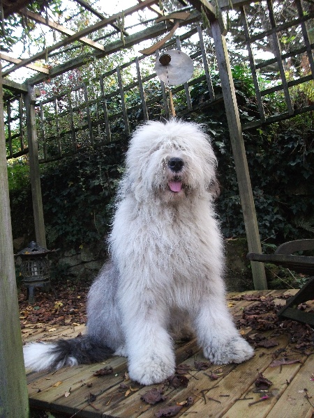 Publication : du jardin zen Auteur : Eve Calvez Lefebvre