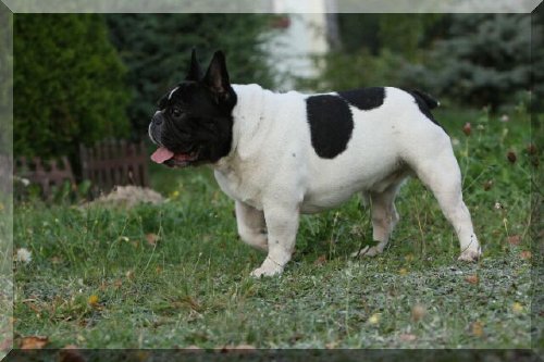 CH. Sopianae imperator Cezar