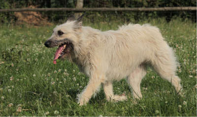 Publication : Von Der Schäferei Hollenstein Auteur : Jeanny Blüggel