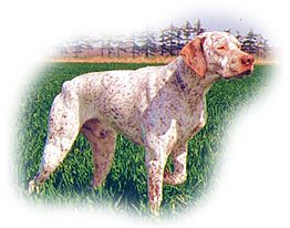 TR. CH. Idole Du pontelle de maicou