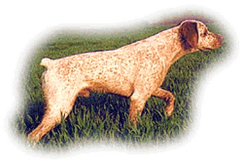 TR. Gaulois Du pontelle de maicou