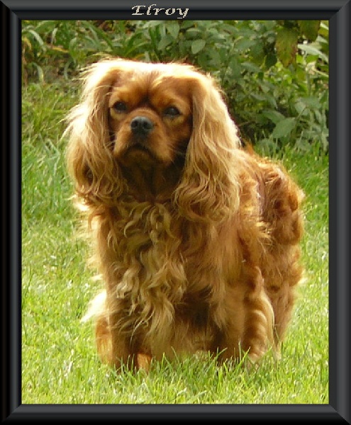 Elroy z busokva hradu