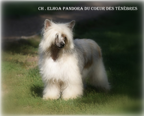 CH. Elhoa pandora Du coeur des ténèbres