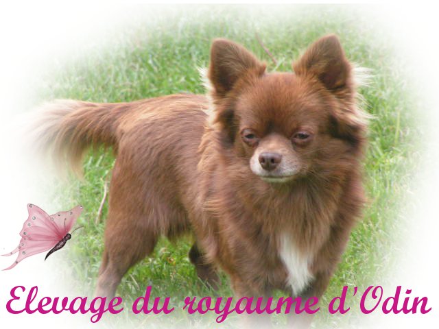 Publication : Du Royaume D'odin Auteur : elevage du royaume d'Odin