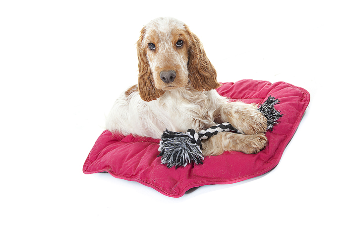 Publication : de l'Orée des charmois 