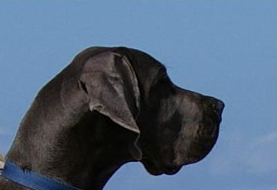 Cherry Du chateau de siorac