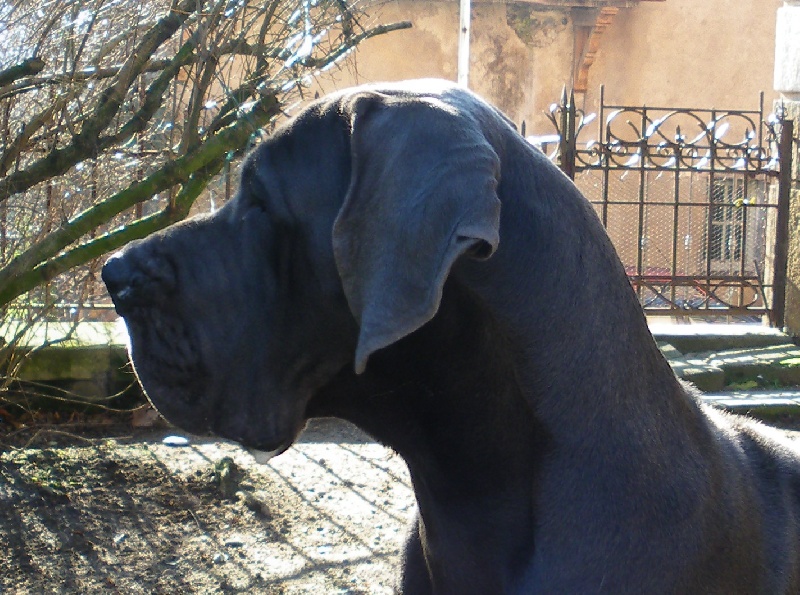 Pylorus dit peter Vom hause wagner