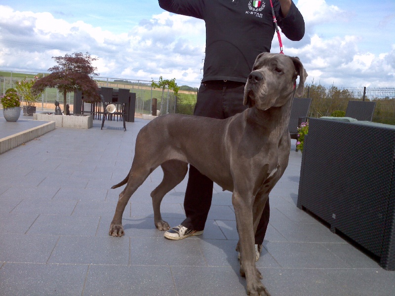 Publication : de la noblesse bleu Auteur : cherpeau nathalie