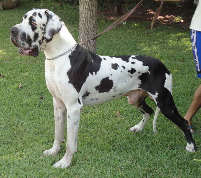 Publication : della torre di velia 