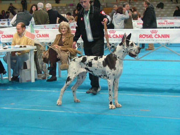 Publication : della torre di velia 