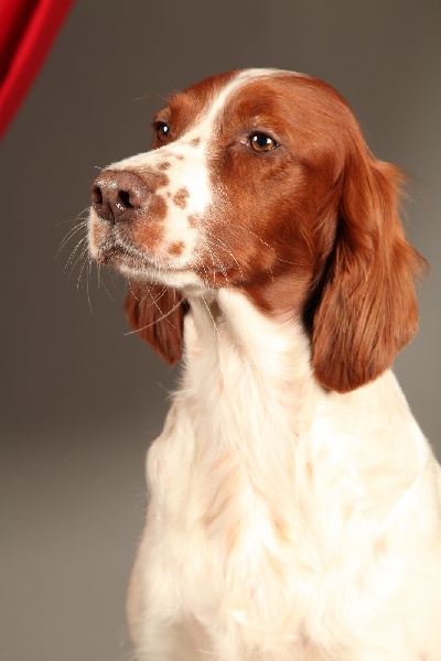 Publication : De la cour saint florent Auteur : C.Forster