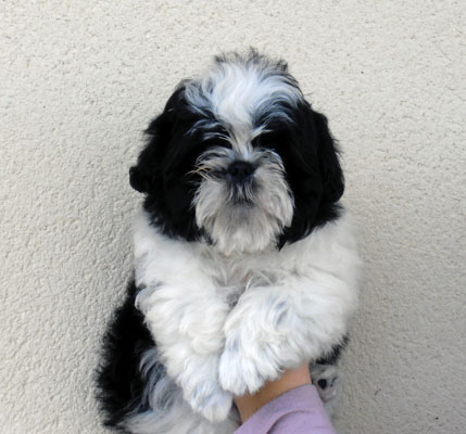 Gigolo Des sources sacrees