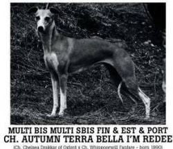 CH. autumn Terra bella i'm redee