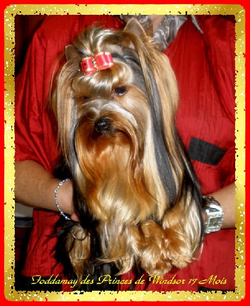 Auteur : LES PRINCES DE WINDSOR