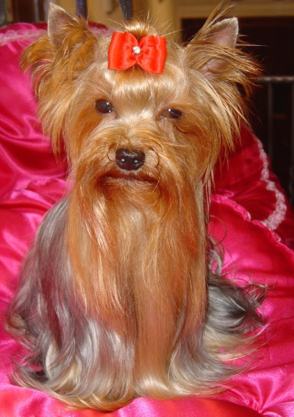 Publication : du Lilas Pourpre Auteur : Elevage du Lilas Pourpre