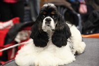 Étalon American Cocker Spaniel - Zury's Galathée