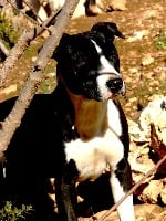 Étalon American Staffordshire Terrier - A'othan du Sarmizegetusa Regia