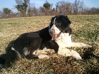 Étalon Berger d'Asie Centrale - Orda (Sans Affixe)