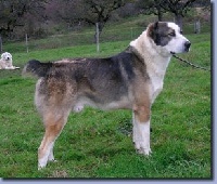 Étalon Berger d'Asie Centrale - Khanjar (Sans Affixe)