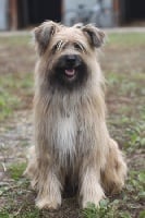 Étalon Berger des Pyrenees à poil long - Cascadet Du pic d'arbizon
