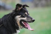 Étalon Border Collie - Flacky des hauts de gambelles